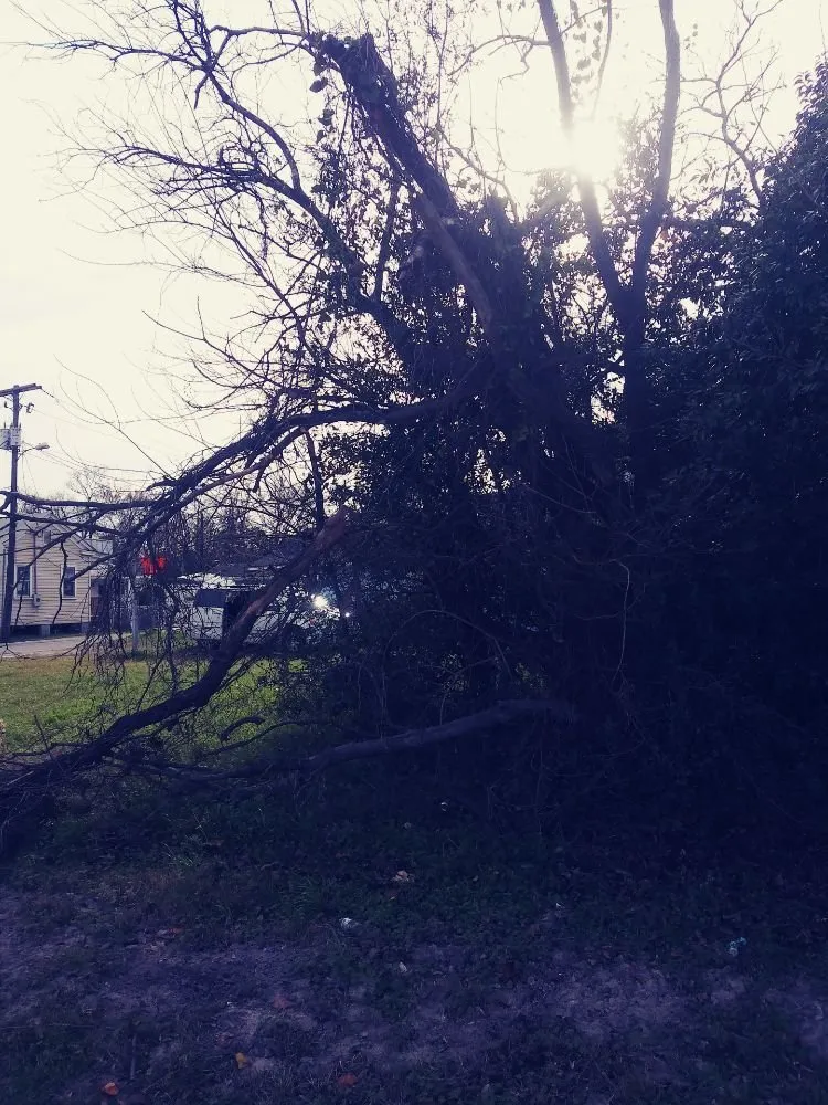 Reliable yard cleanup service for beautiful yards across Summerville, SC - Frazier's Lawn Management