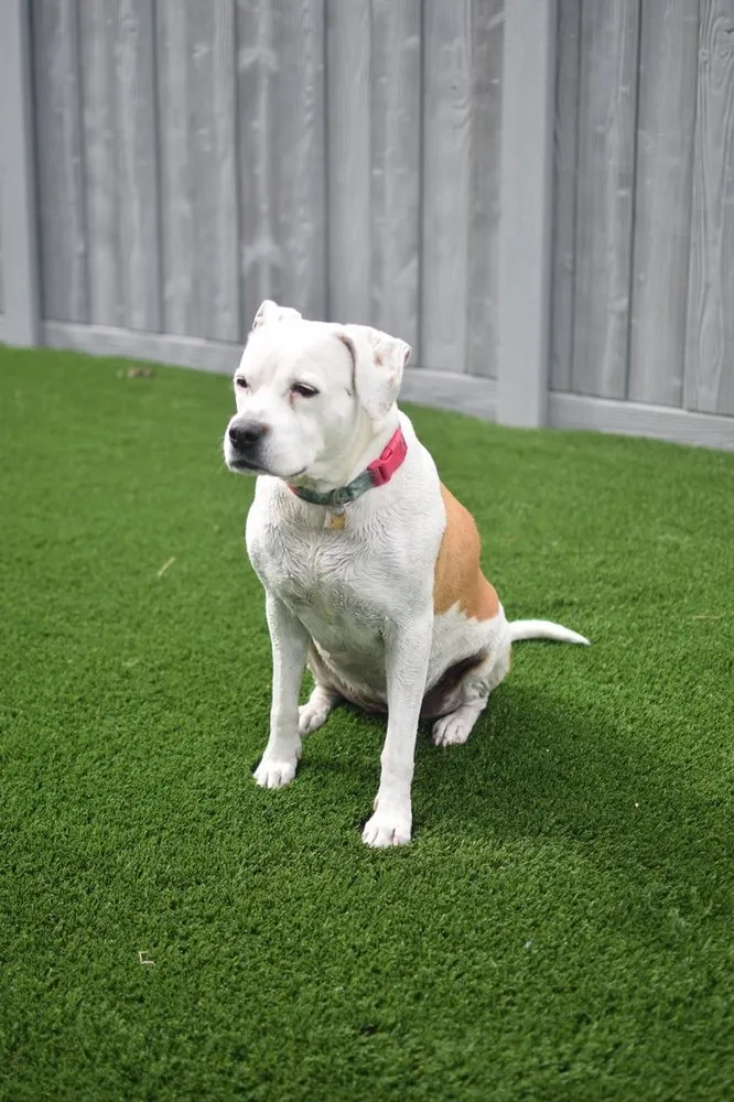 Reliable landscape installation for homes across Salt Lake City, UT - FRDM Turf