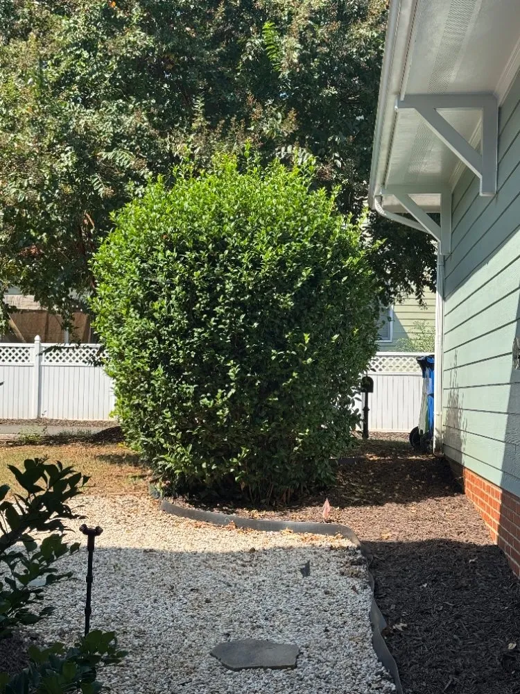 Professional lawn mowing service in Raleigh, NC - Freddie's Landscaping