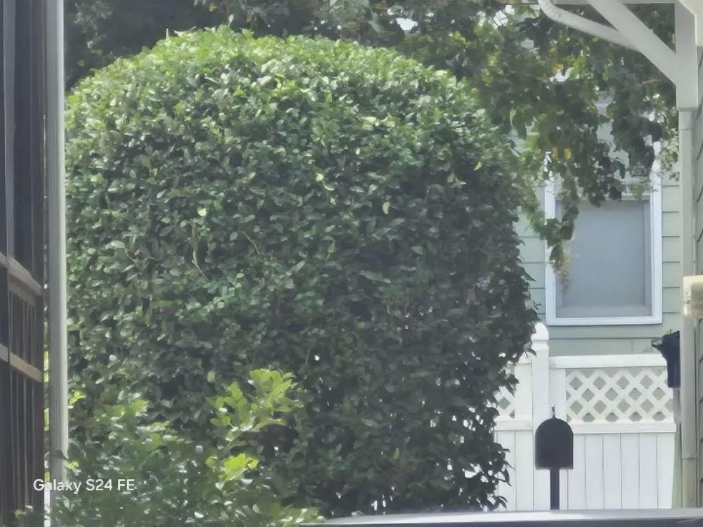 Affordable residential landscaping experts serving Raleigh, NC - Freddie's Landscaping