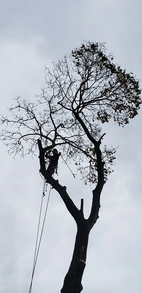 Top-rated yard cleanup service experts serving Manchester, CT - Freddies Landscaping Services