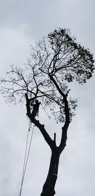 Freddies Landscaping Services Logo