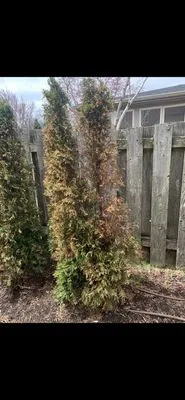 Freddy & Bros Landscaping