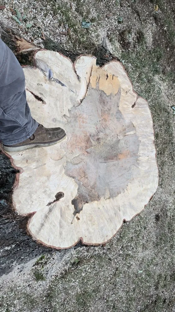 Expert lawn care service for outdoor upgrades across Lynn, MA - Freddy's Landscaping & Tree Service