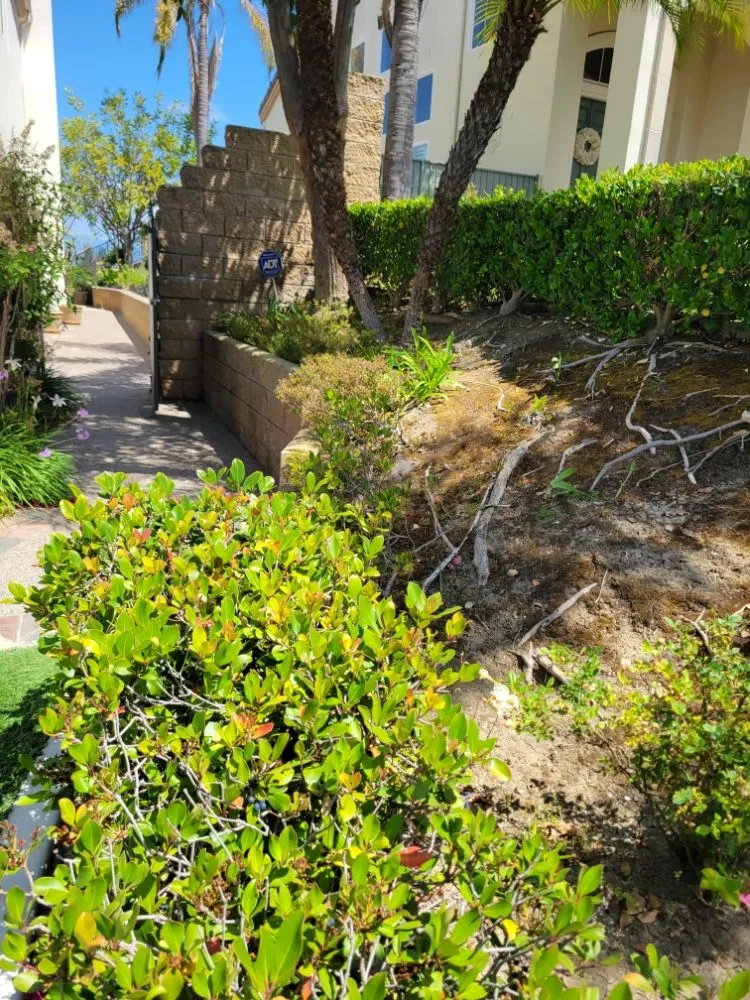 Top-rated yard maintenance for residential properties across Yorba Linda, CA - Freddy's Landscaping