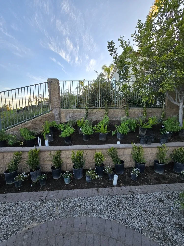 Affordable yard maintenance for residential properties in Yorba Linda, CA by Freddy's Landscaping