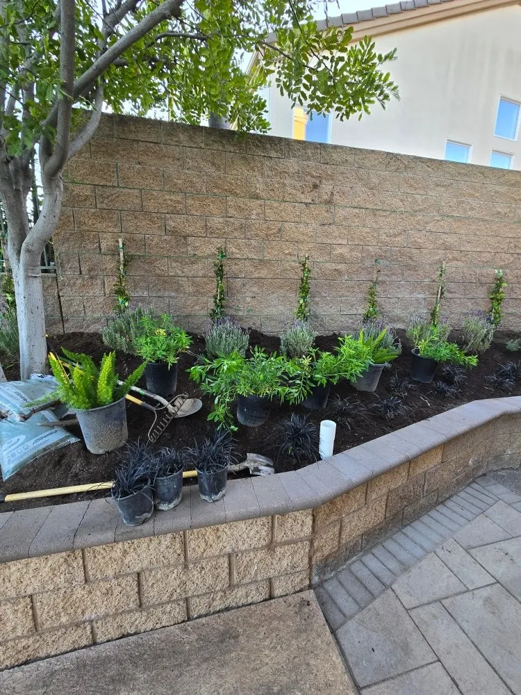 Professional yard cleanup service in Yorba Linda, CA - Freddy's Landscaping