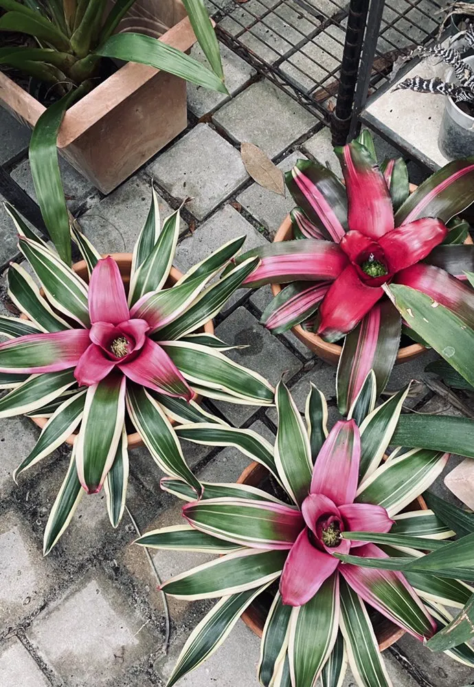 Custom landscape design for year-round maintenance in Miami, FL by Freddy’s Lawn Maintenance