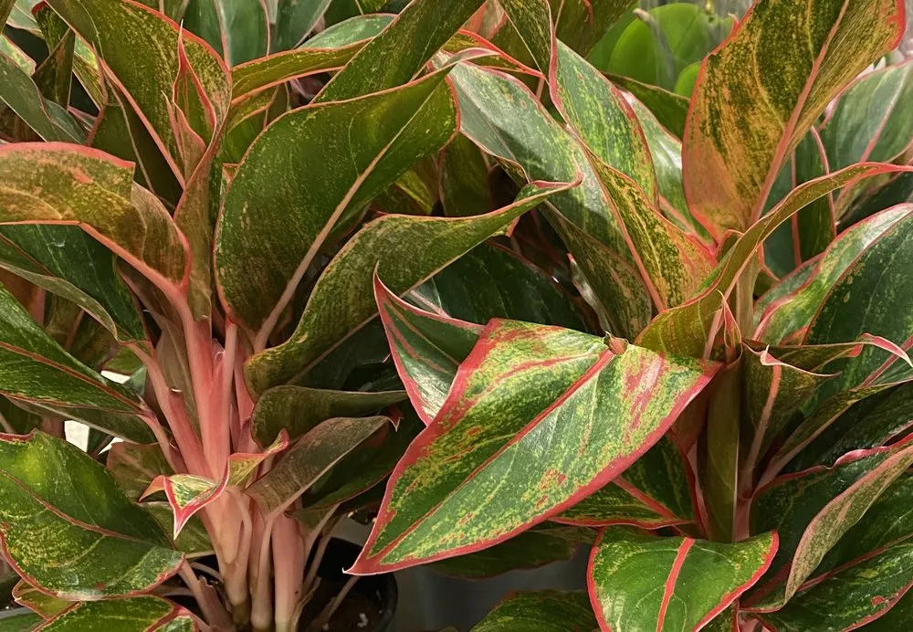 Reliable yard cleanup service for beautiful yards in Miami, FL by Freddy’s Lawn Maintenance