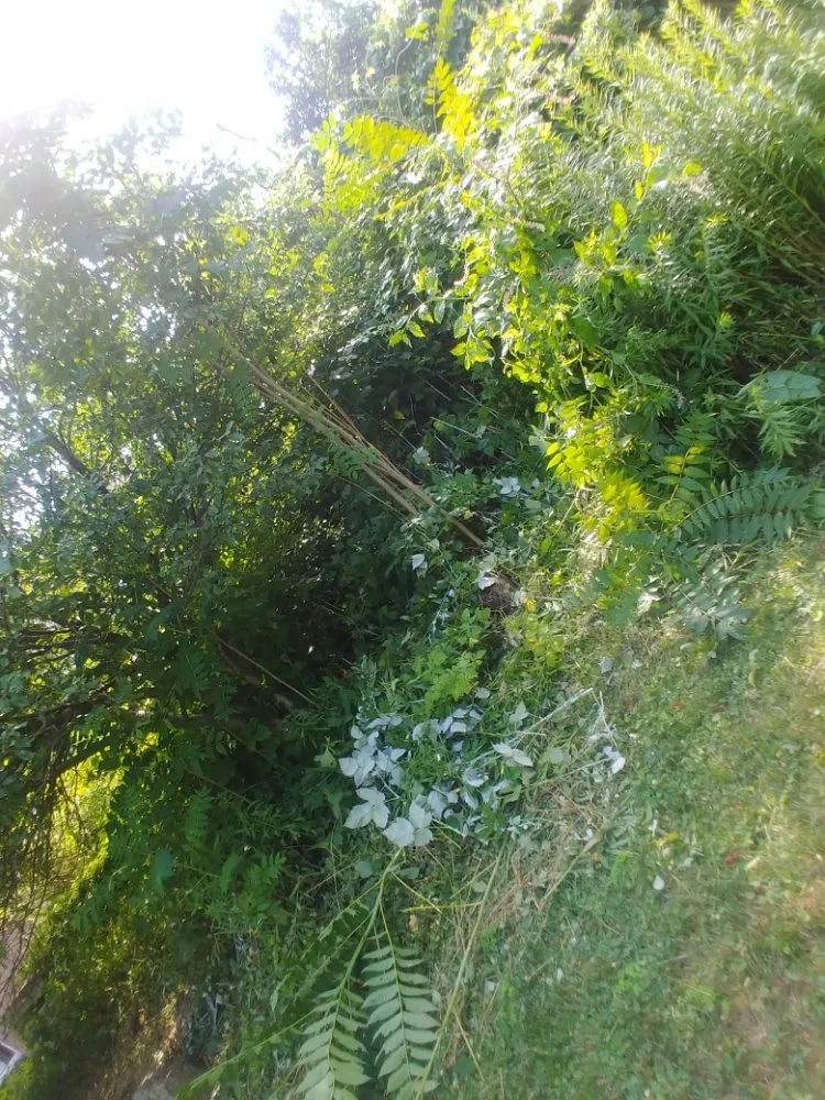 Professional yard maintenance experts serving Washington, PA - Freddyz Lawncare Services