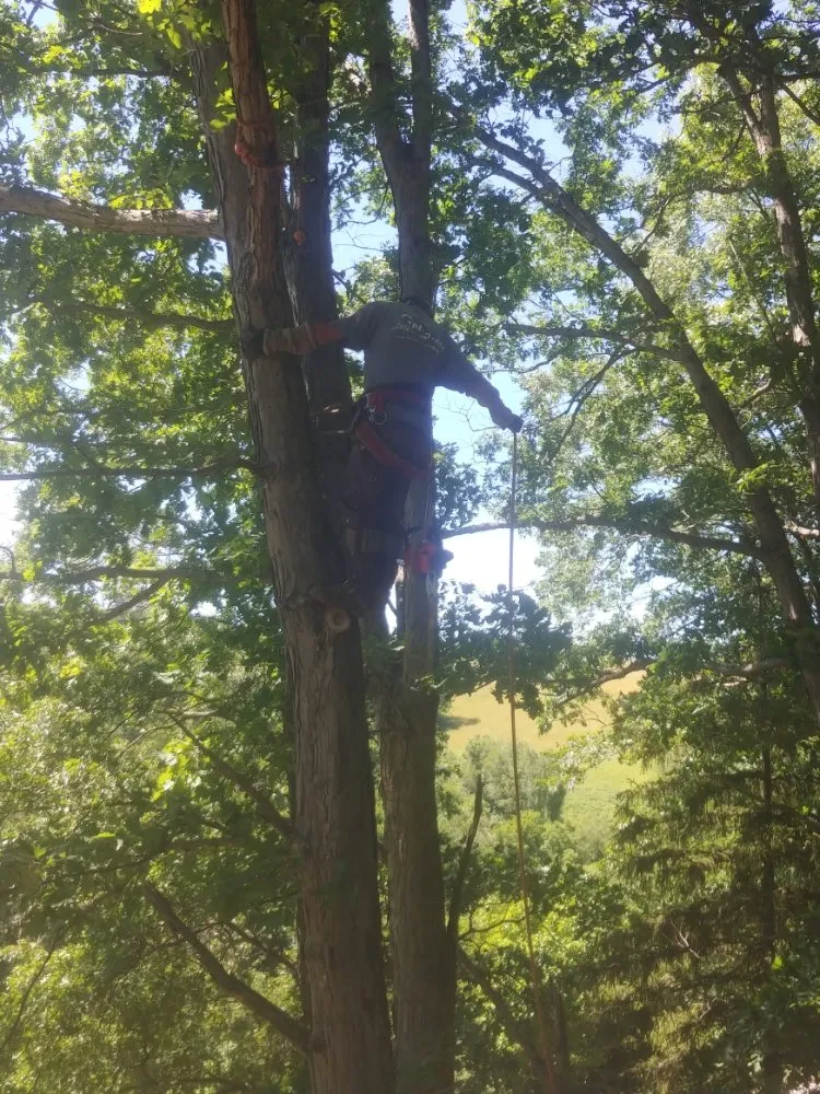 Custom residential landscaping for year-round maintenance in Washington, PA by Freddyz Lawncare Services