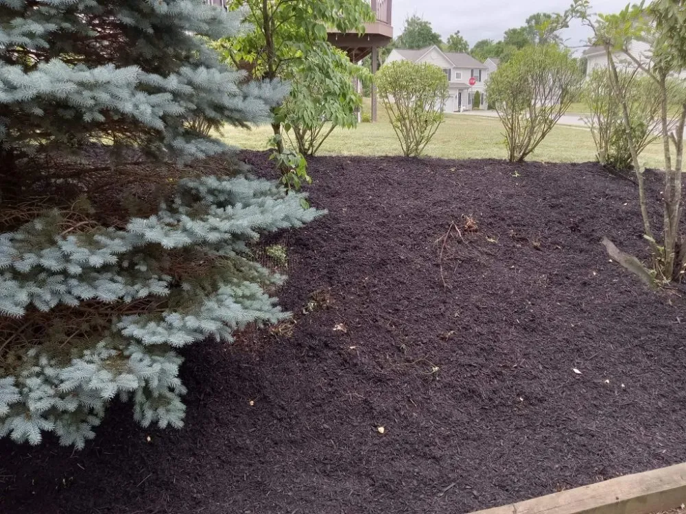 Professional yard maintenance in Washington, PA by Freddyz Lawncare Services