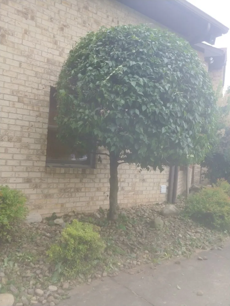 Expert landscape design experts serving Washington, PA - Freddyz Lawncare Services