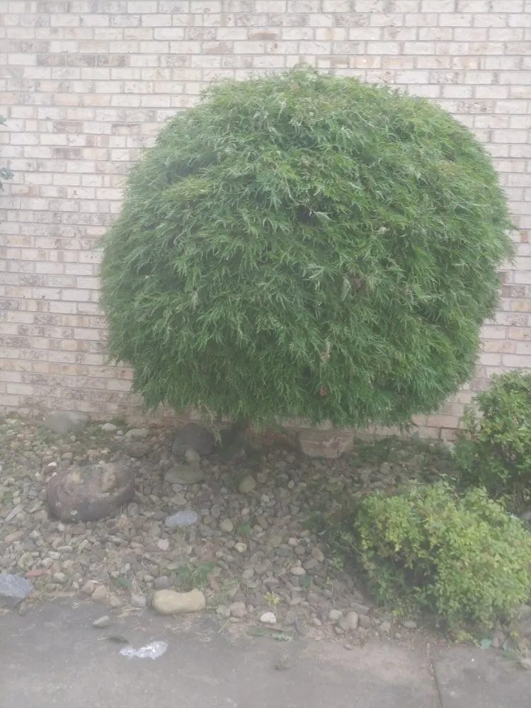 Reliable yard maintenance for outdoor upgrades in Washington, PA by Freddyz Lawncare Services