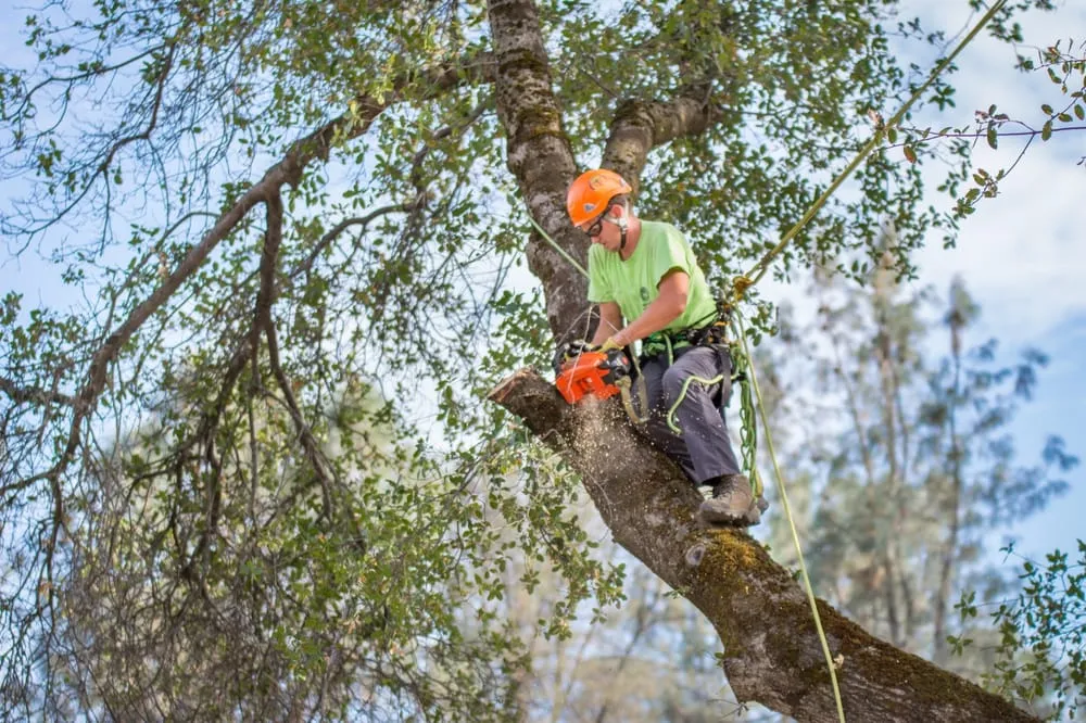 Expert landscape installation for beautiful yards across Corning, CA - Frederic's Landscape & Tree Service