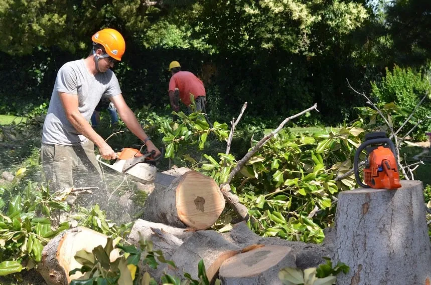 Top-rated lawn care service experts serving Corning, CA - Frederic's Landscape & Tree Service