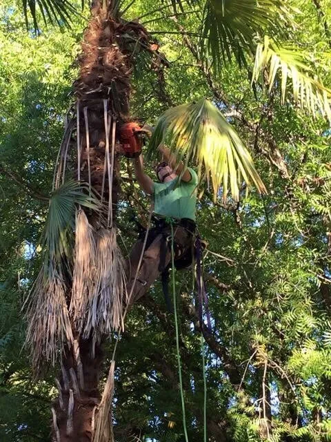 Custom outdoor landscaping for year-round maintenance in Corning, CA by Frederic's Landscape & Tree Service
