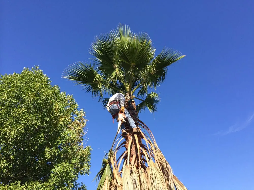 Reliable lawn mowing service in Corning, CA - Frederic's Landscape & Tree Service