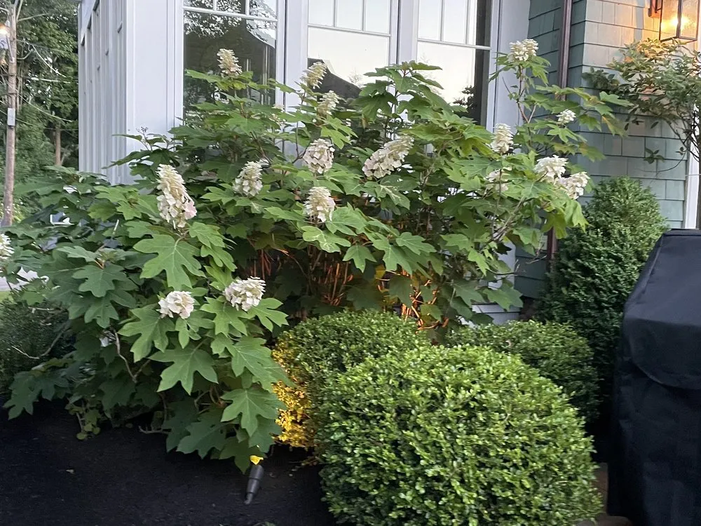 Reliable yard maintenance for outdoor upgrades across Brockton, MA - Fred's Landscaping & Irrigation