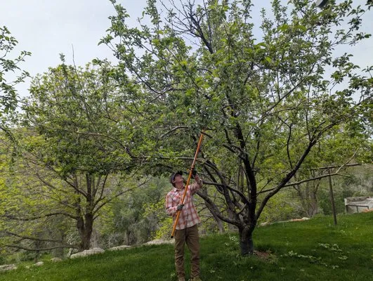 Freds Tree and Landscape Service