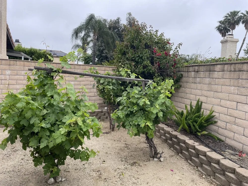 Affordable landscape installation in Rancho Cucamonga, CA by Fredy's Gardening & Landscaping Services