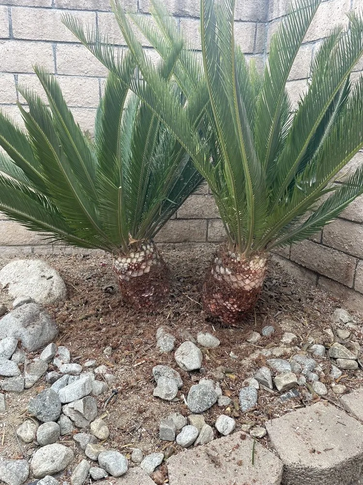 Local lawn mowing service experts serving Rancho Cucamonga, CA - Fredy's Gardening & Landscaping Services