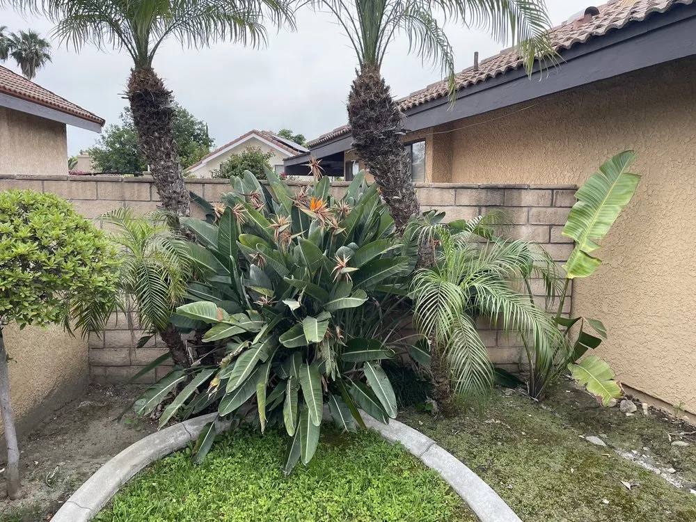 Custom lawn care service experts serving Rancho Cucamonga, CA - Fredy's Gardening & Landscaping Services