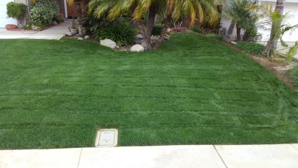 Trusted lawn care service for residential properties across Oceanside, CA - Fredy's Landscaping & Gardening