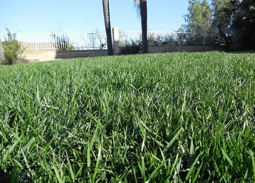 Trusted lawn care service experts serving Oceanside, CA - Fredy's Landscaping & Gardening