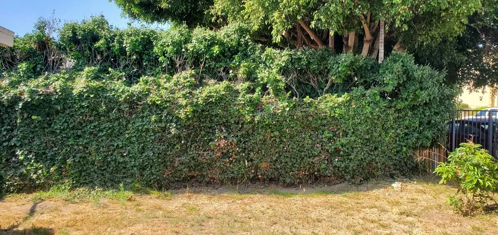 Professional yard maintenance with custom design across Oceanside, CA - Fredy's Landscaping & Gardening