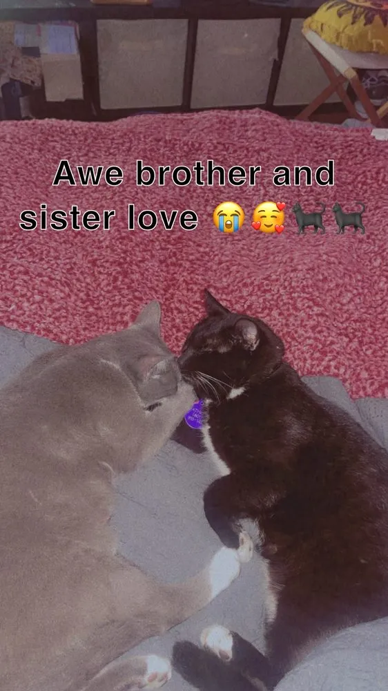 Top-rated lawn care service for homes across Monroe, LA - Free Love Pet Walking