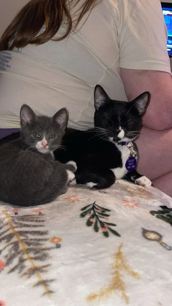 Trusted landscaping services experts serving Monroe, LA - Free Love Pet Walking