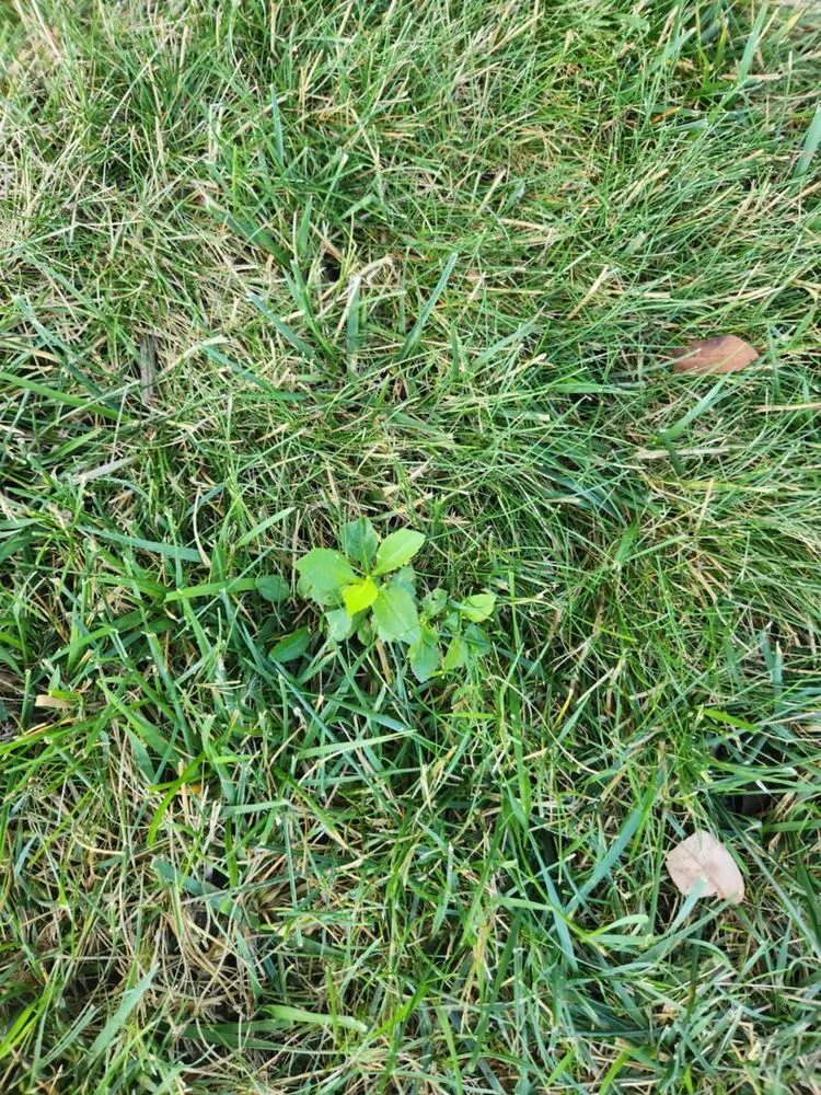 Local garden landscaping near you in Mansfield, OH by Free Spray Lawn Care