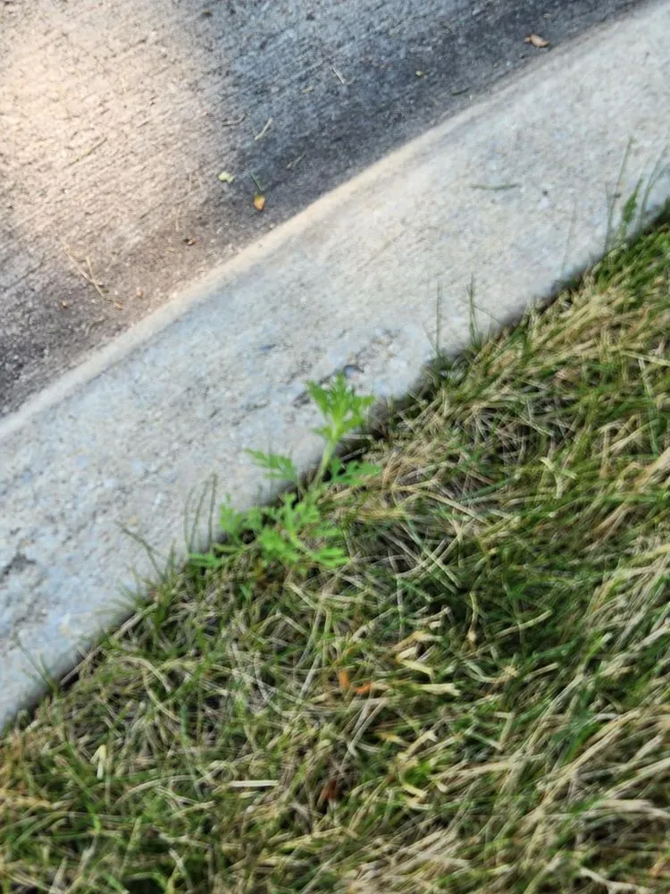 Local yard maintenance in Mansfield, OH by Free Spray Lawn Care