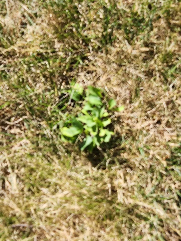 Professional lawn mowing service in Mansfield, OH by Free Spray Lawn Care