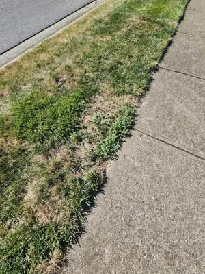 Free Spray Lawn Care