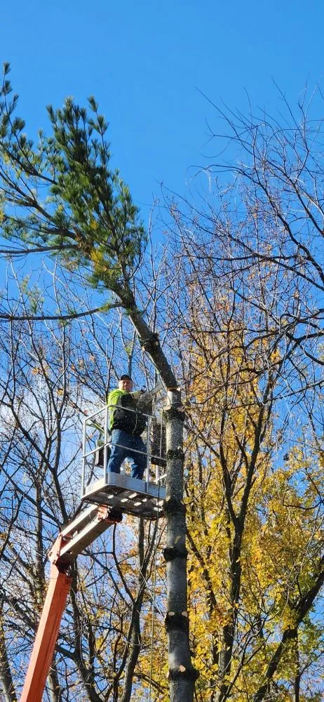 Professional yard cleanup service in St Helen, MI by Freebie Painting & Handyman Services