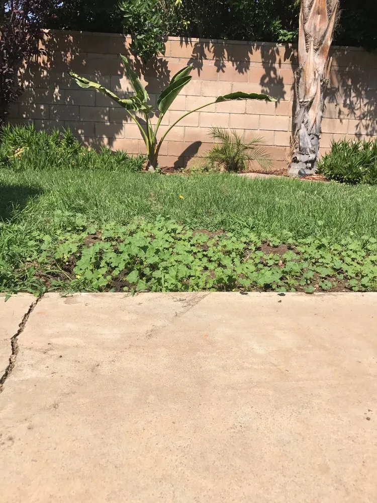 Local yard cleanup service with custom design in Perris, CA by Freedom Landscape