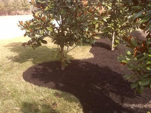 Affordable lawn care service in Mount Juliet, TN - Freedom Lawn and Landscape