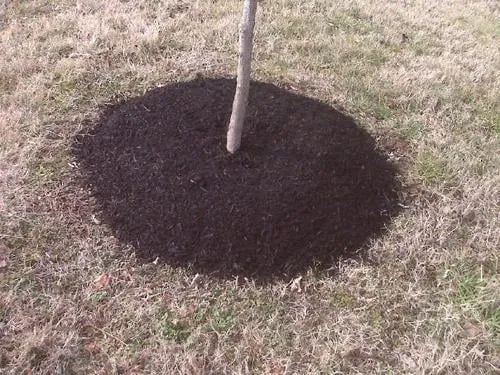 Expert landscape installation for year-round maintenance in Mount Juliet, TN by Freedom Lawn and Landscape