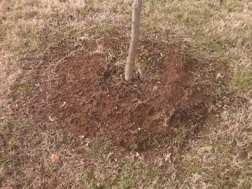 Freedom Lawn and Landscape Logo