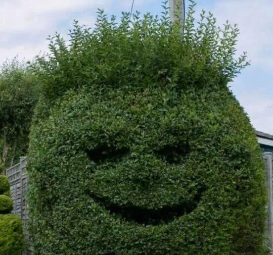 Reliable lawn care service near you in Sebring, FL by Freedom Lawn Care & Landscaping