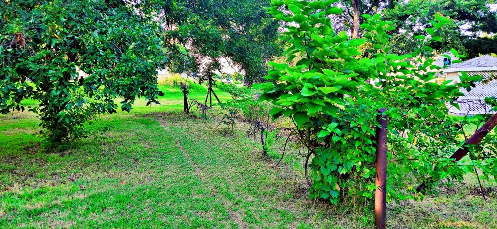 Top-rated yard cleanup service in Nickerson, KS by Freedom Lawn Care