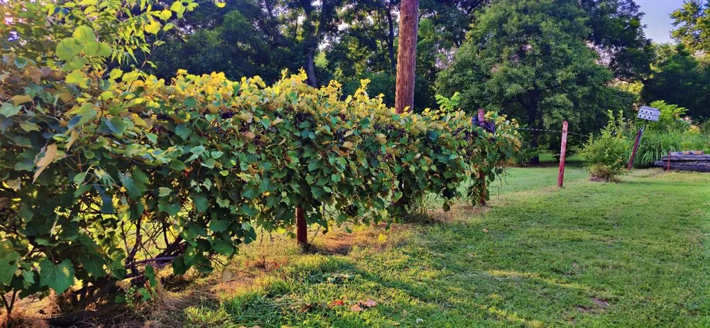 Local lawn mowing service in Nickerson, KS by Freedom Lawn Care