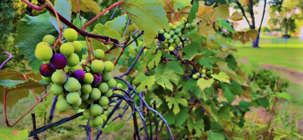 Reliable lawn mowing service for homes across Nickerson, KS - Freedom Lawn Care