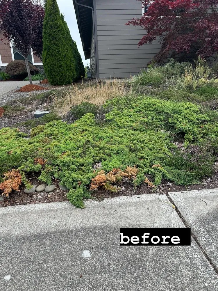 Custom yard maintenance for outdoor upgrades in Puyallup, WA by Freedom Lawn Service