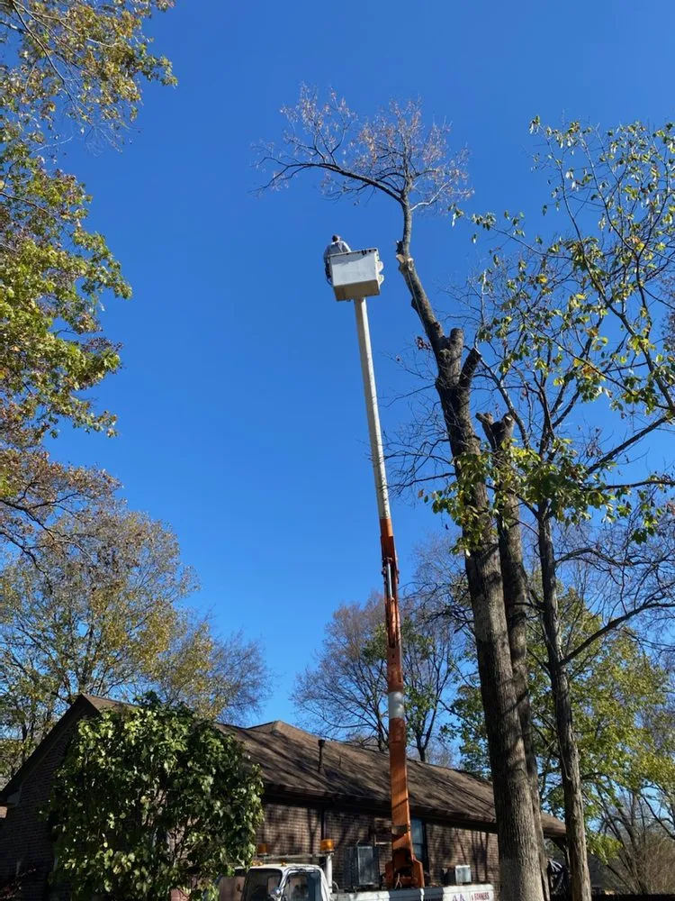 Reliable yard maintenance experts serving Shelbyville, TN - Freedom Lawncare and Tree Service