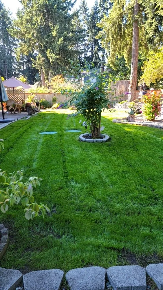 Top-rated lawn care service experts serving Spanaway, WA - Freedom Lawncare