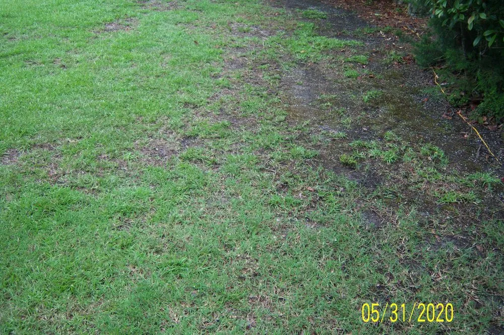 Professional landscaping services in Wilmington, NC by Freedom Lawns