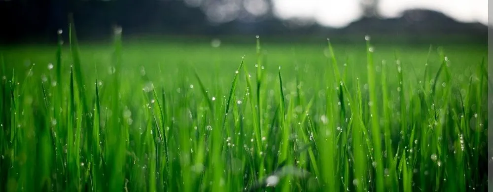 Expert garden landscaping for year-round maintenance in Lawrence, KS by Freedom Renovations